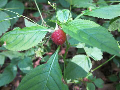 Image of Raspberry