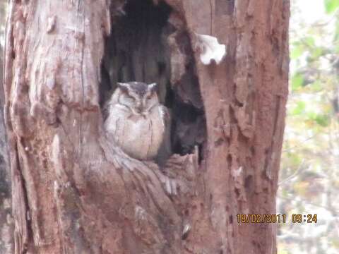 Image of Indian Scops Owl