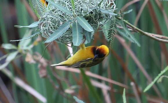 Image of Northern Masked Weaver