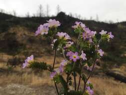 Image of sweetscented phacelia