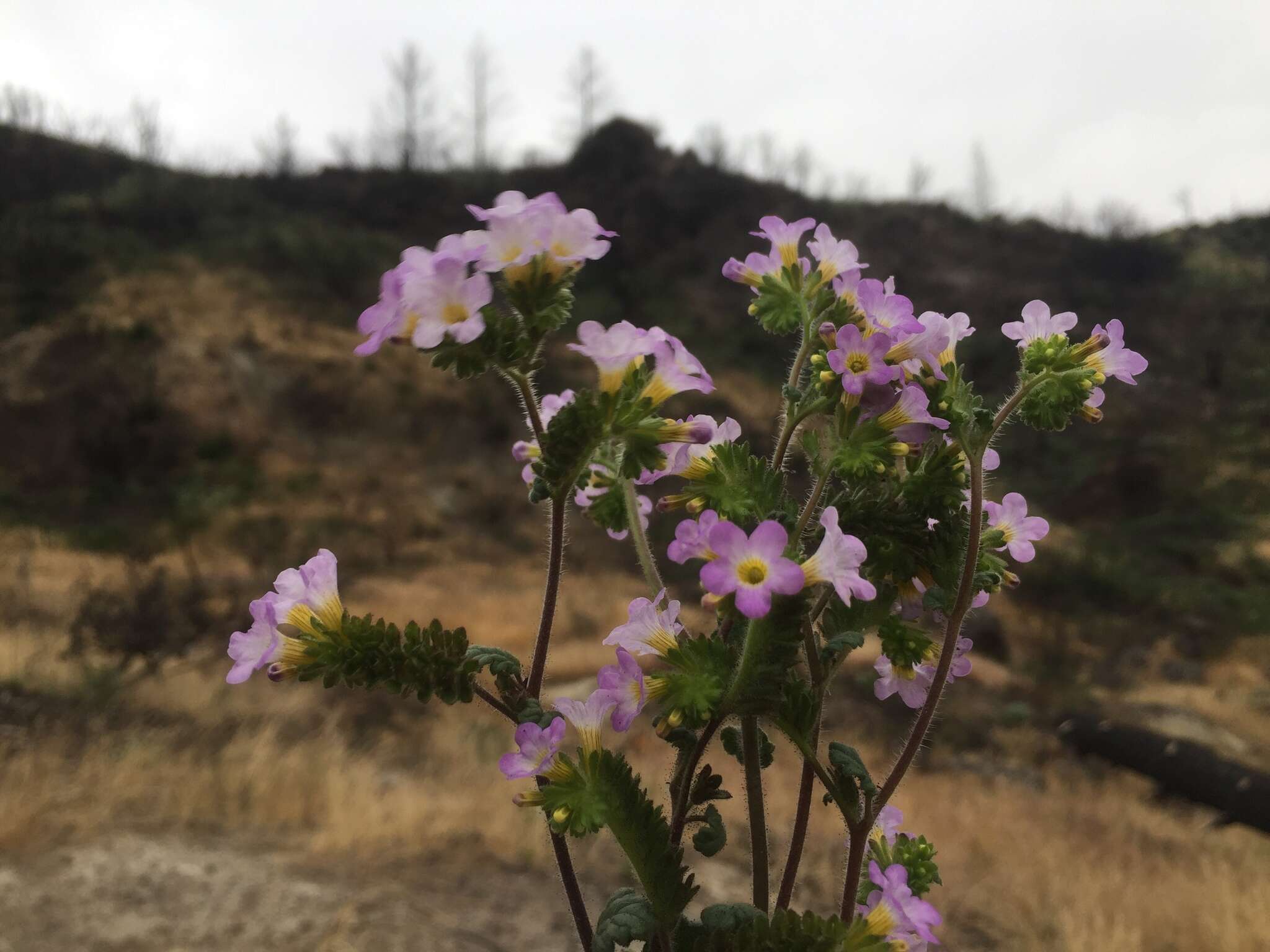 Image of sweetscented phacelia