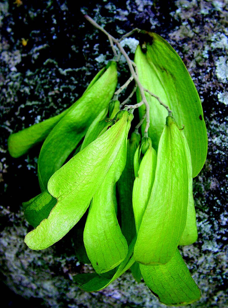 Image of Hopea ponga (Dennst.) D. J. Mabberley