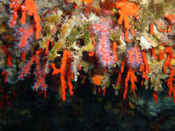 Image of Red coral