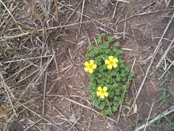 Image of Oxalis conorrhiza (Feullée) Jacquin