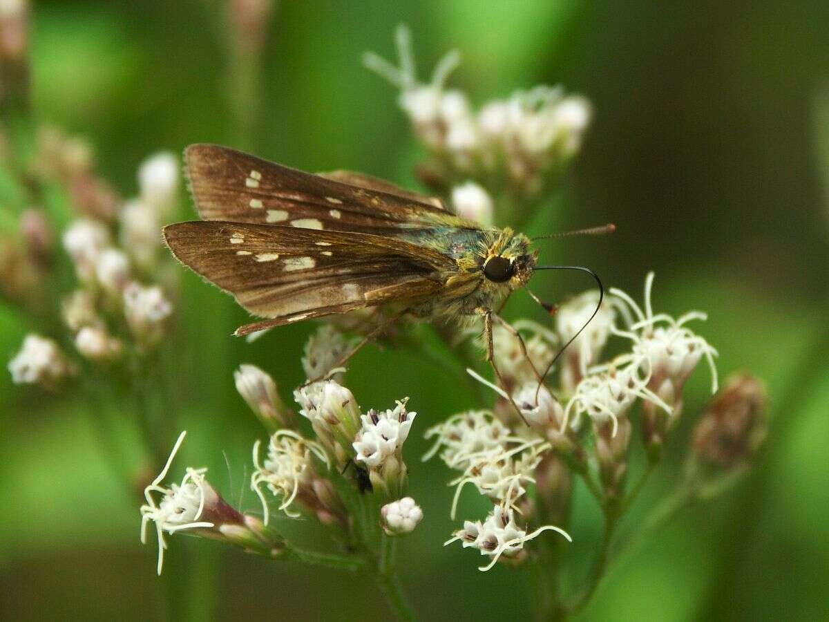 Image of Zinaida pellucida