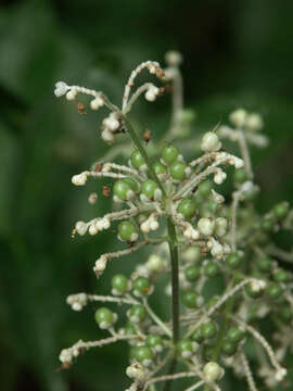 Image of Pollia japonica Thunb.