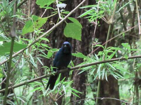 Image of Black-collared Jay