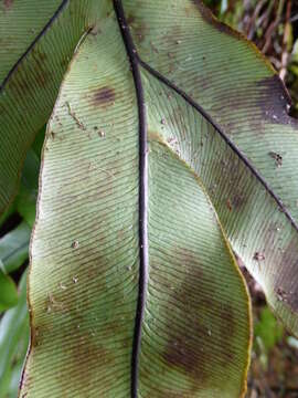 Plancia ëd Austroblechnum colensoi (Hook. fil.) Gasper & V. A. O. Dittrich