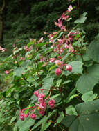 Image de Begonia grandis Dryand.