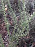 Image of Dwarf Gorse