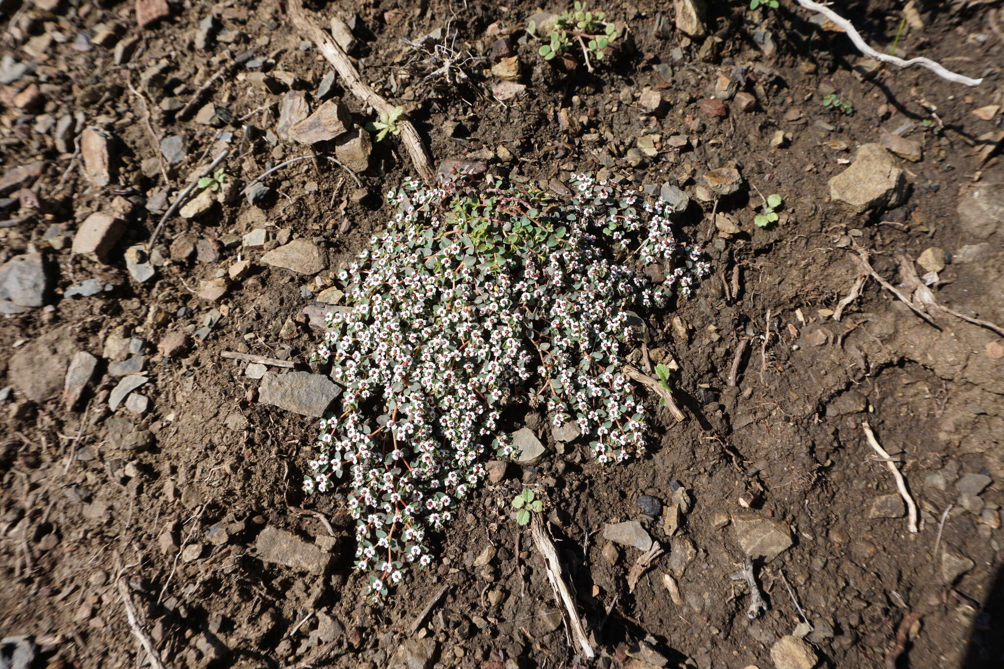 Image de <i>Euphorbia <i>polycarpa</i></i> var. polycarpa