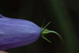 Image of Campanula martinii F. Fen., Pistarino, Peruzzi & Cellin.