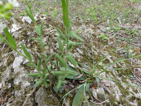 Image of spreading rockcress