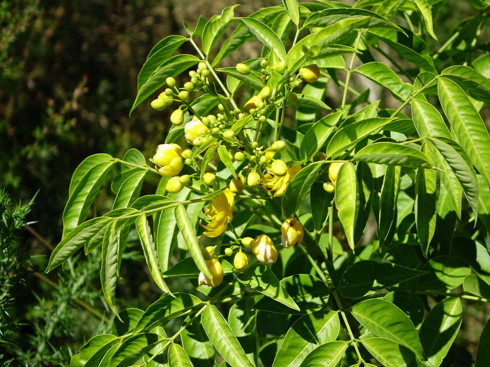 Image of arsenic bush