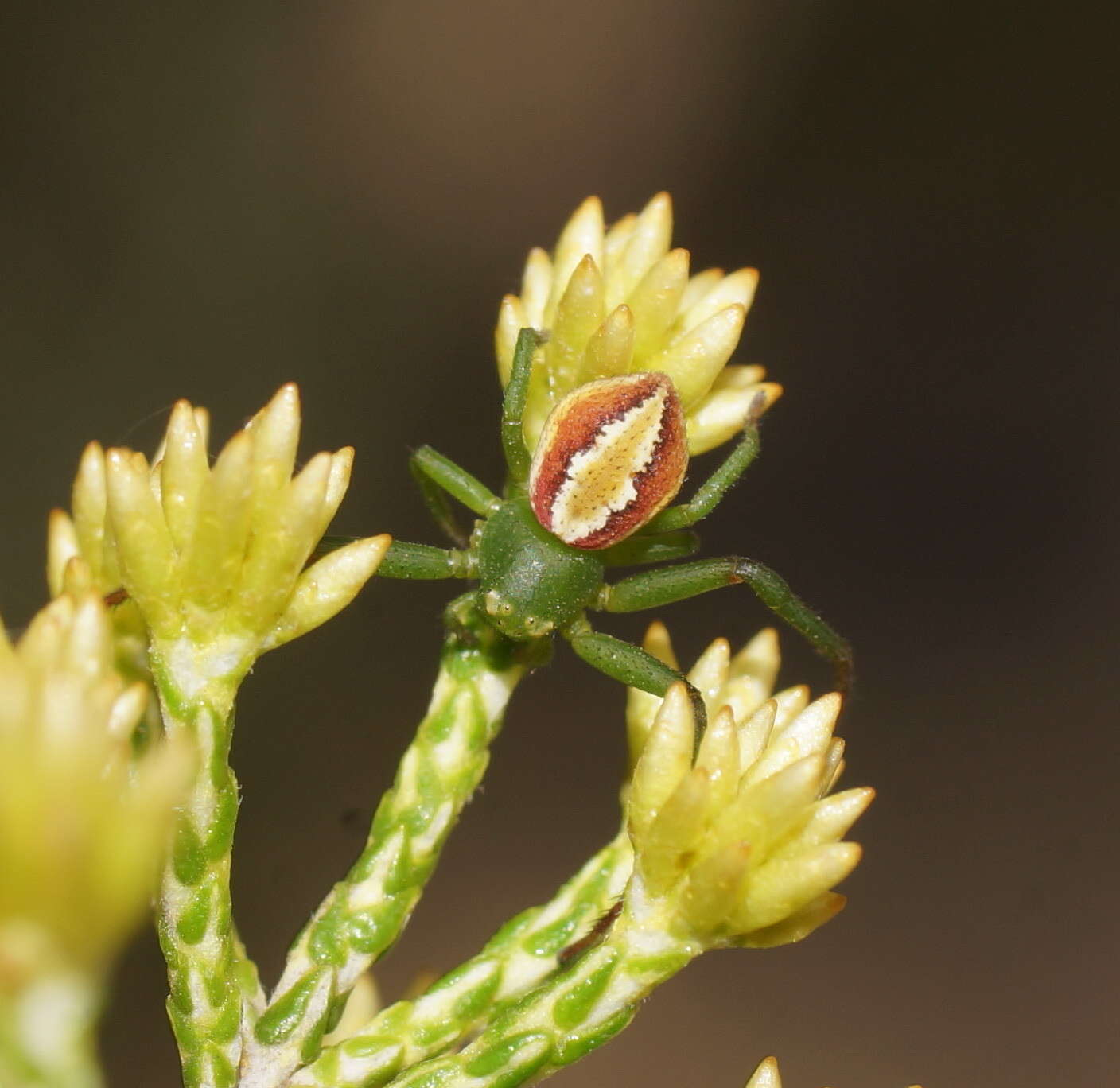 Image of Australomisidia rosea (L. Koch 1875)