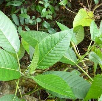 Image of Dendrocnide meyeniana (Walp.) Chew