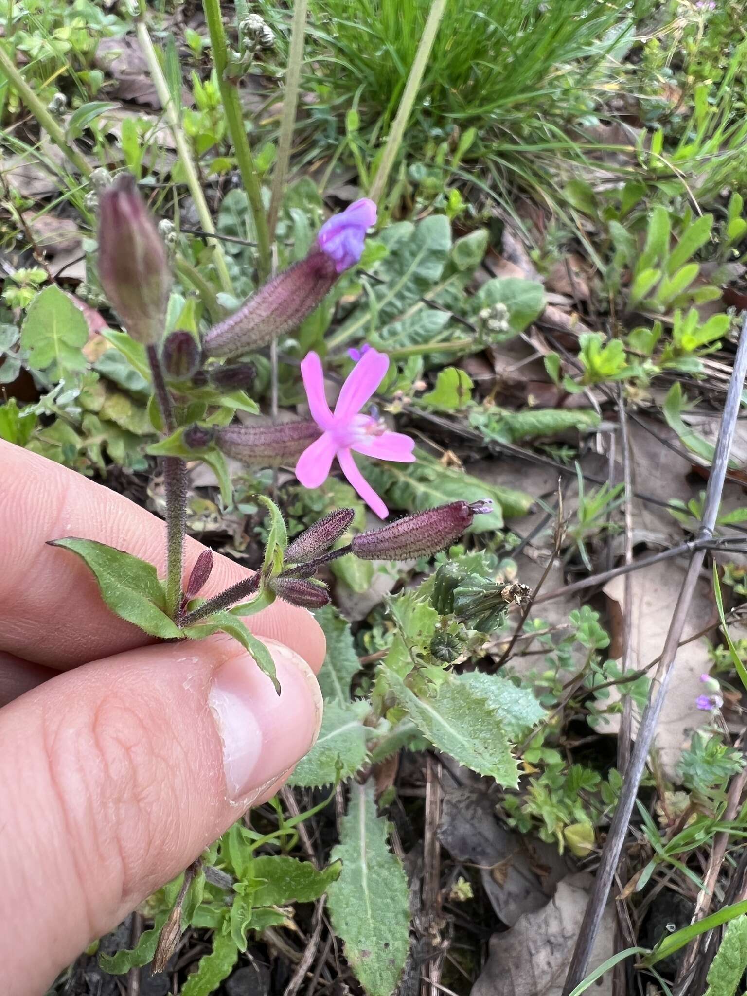 Imagem de Silene fuscata Brot.