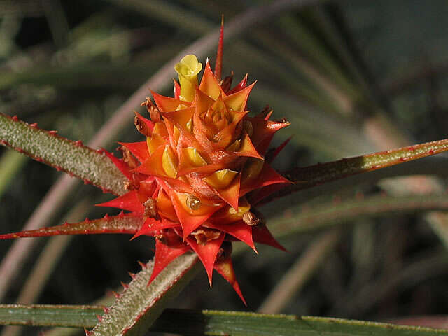 Image de Acanthostachys strobilacea (Schult. & Schult. fil.) Klotzsch