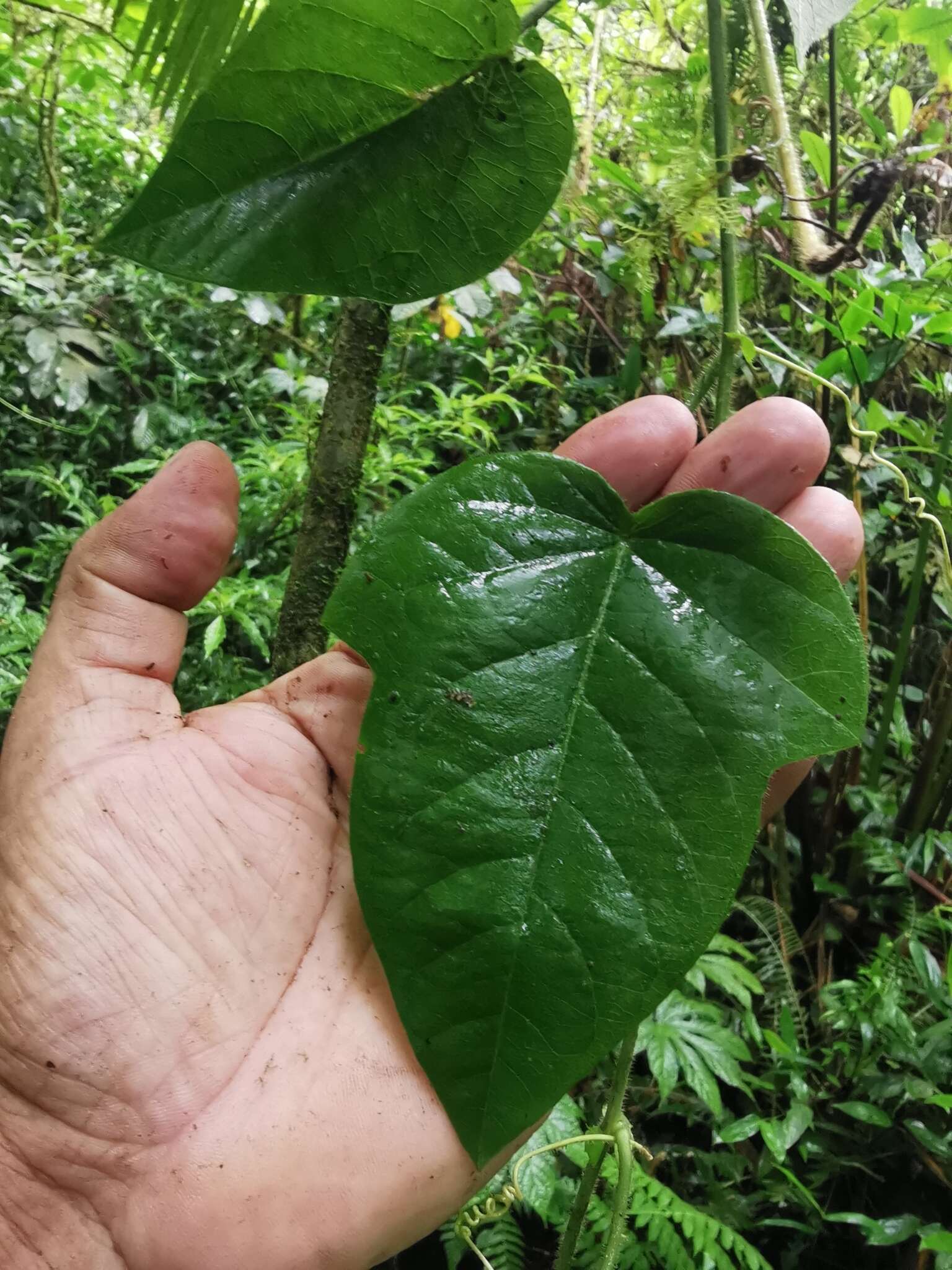 Imagem de Passiflora crassifolia Killip