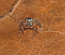 Image of Naphrys xerophila (Richman 1981)