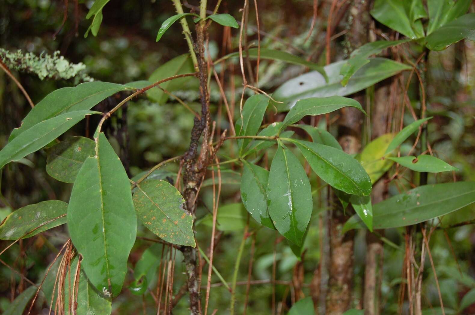 Image de Zanthoxylum melanostictum Schltdl. & Cham.