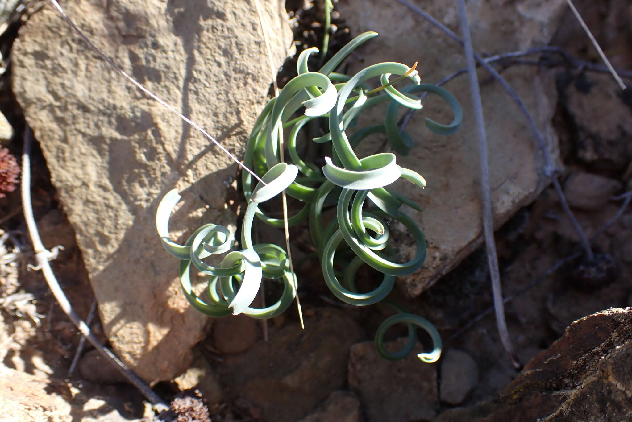 Image of Albuca concordiana Baker