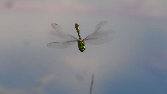 Image of Downy Emerald