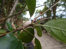 Image of Lithocarpus taitoensis (Hayata) Hayata