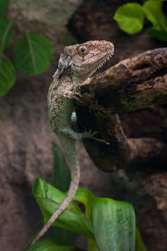 Image of Western Bearded Anole