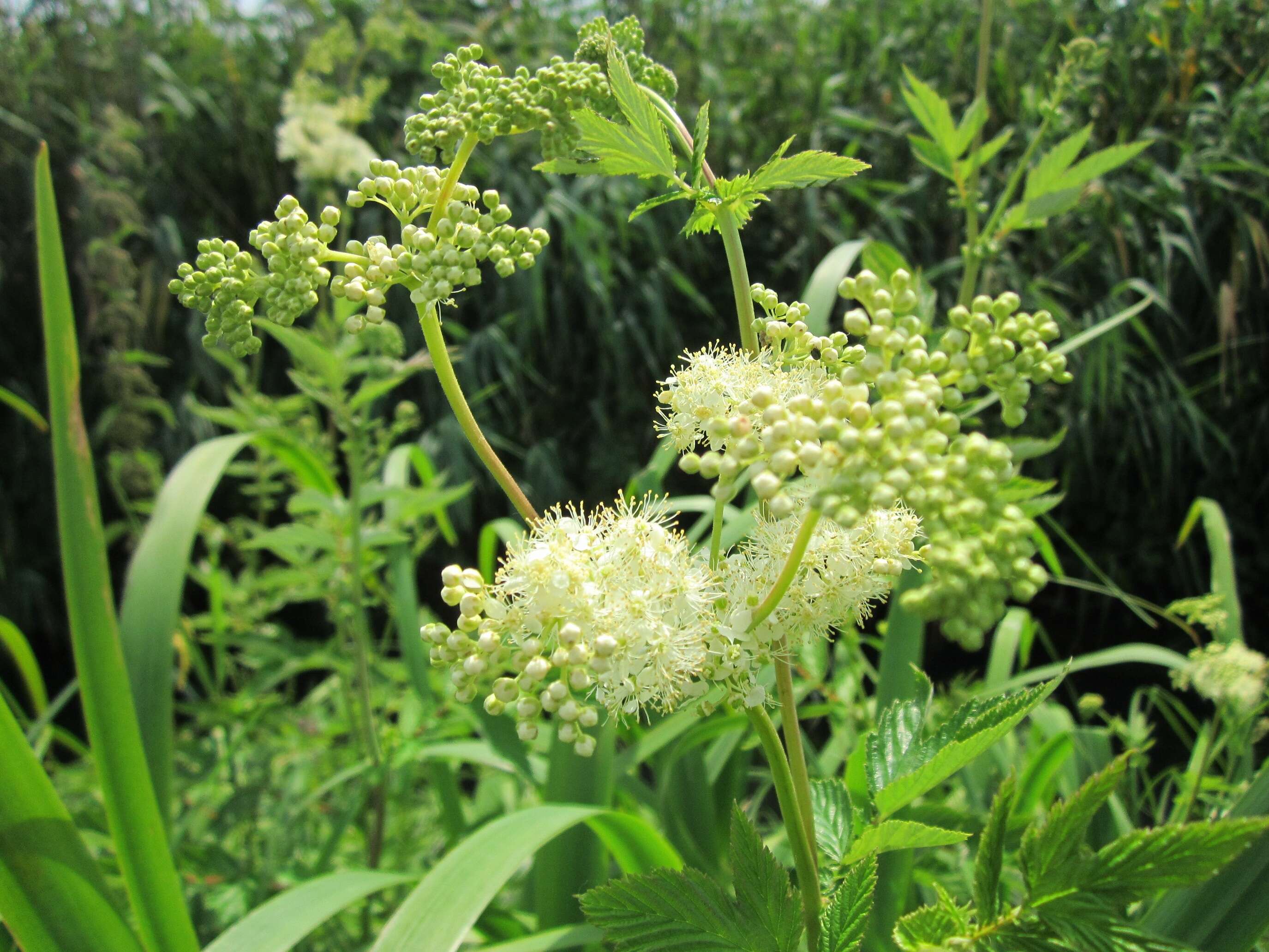 Image of Meadowsweet