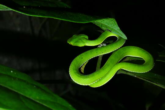 Image of Trimeresurus sabahi Regenass & Kramer 1981