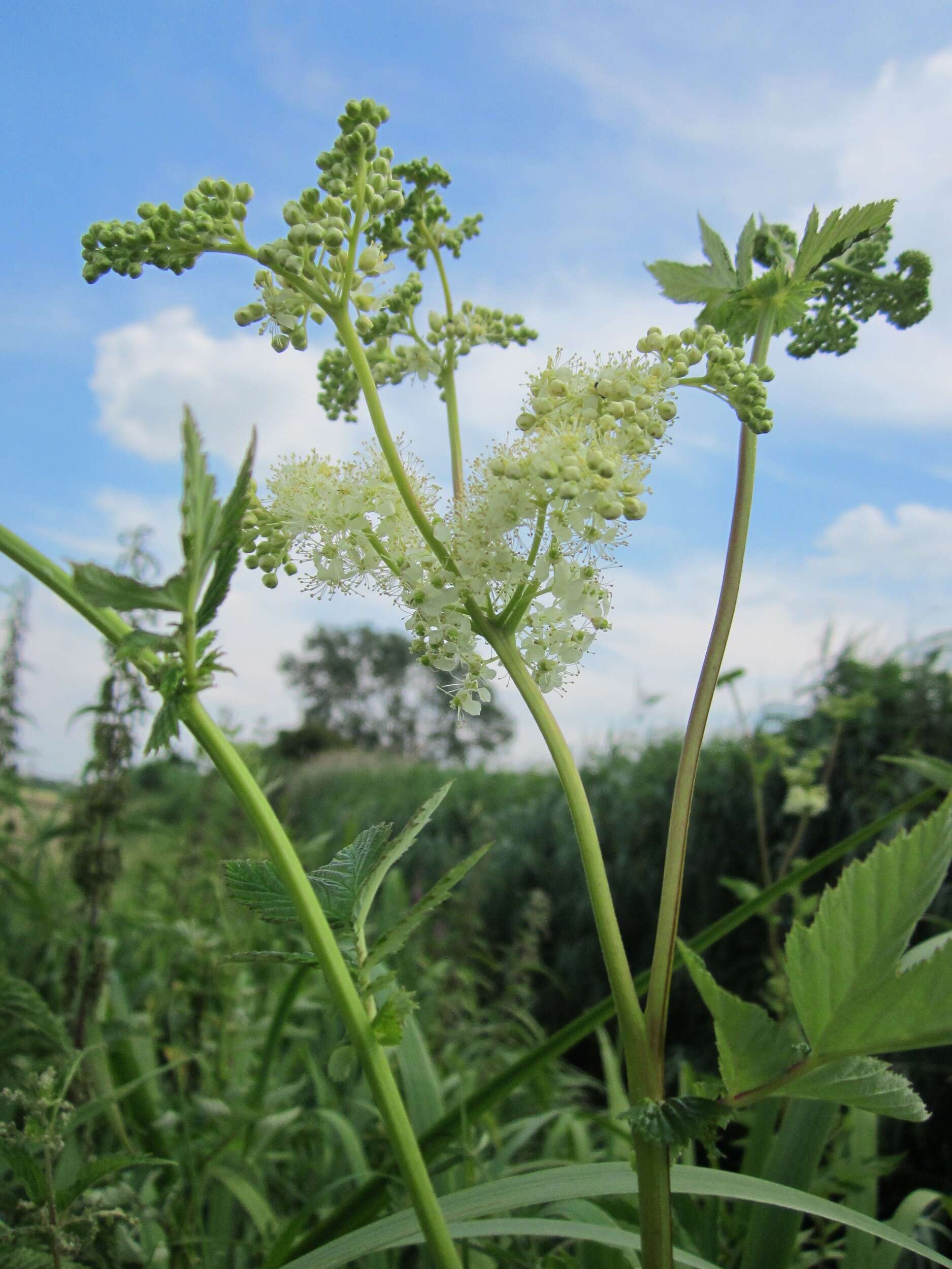 Image of Meadowsweet