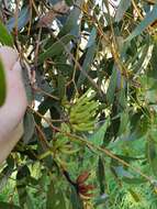 Imagem de Eucalyptus cornuta Labill.