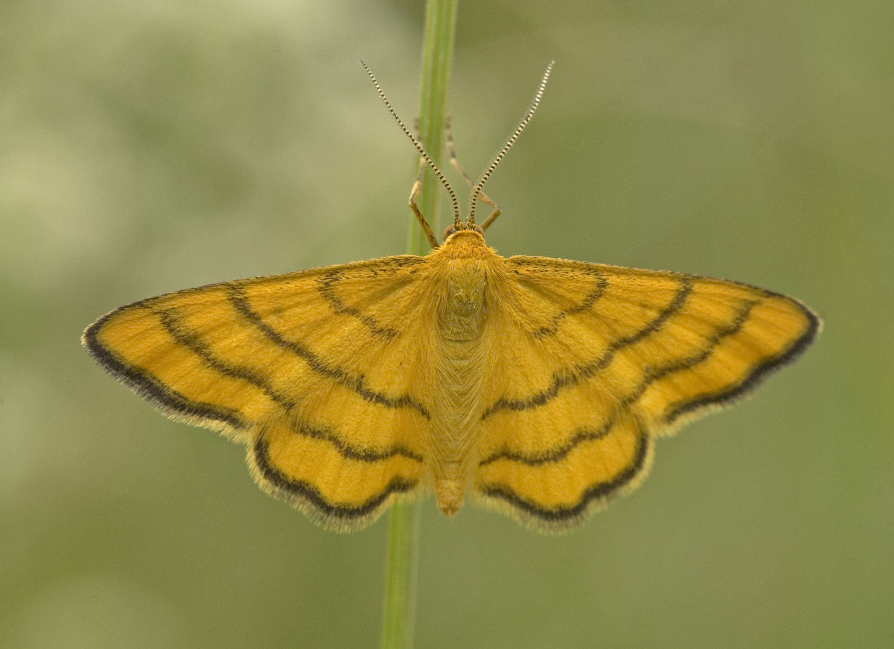 صورة Idaea aureolaria Schiffermüller 1775