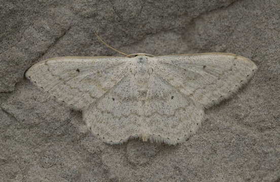 Image of pale mullein wave