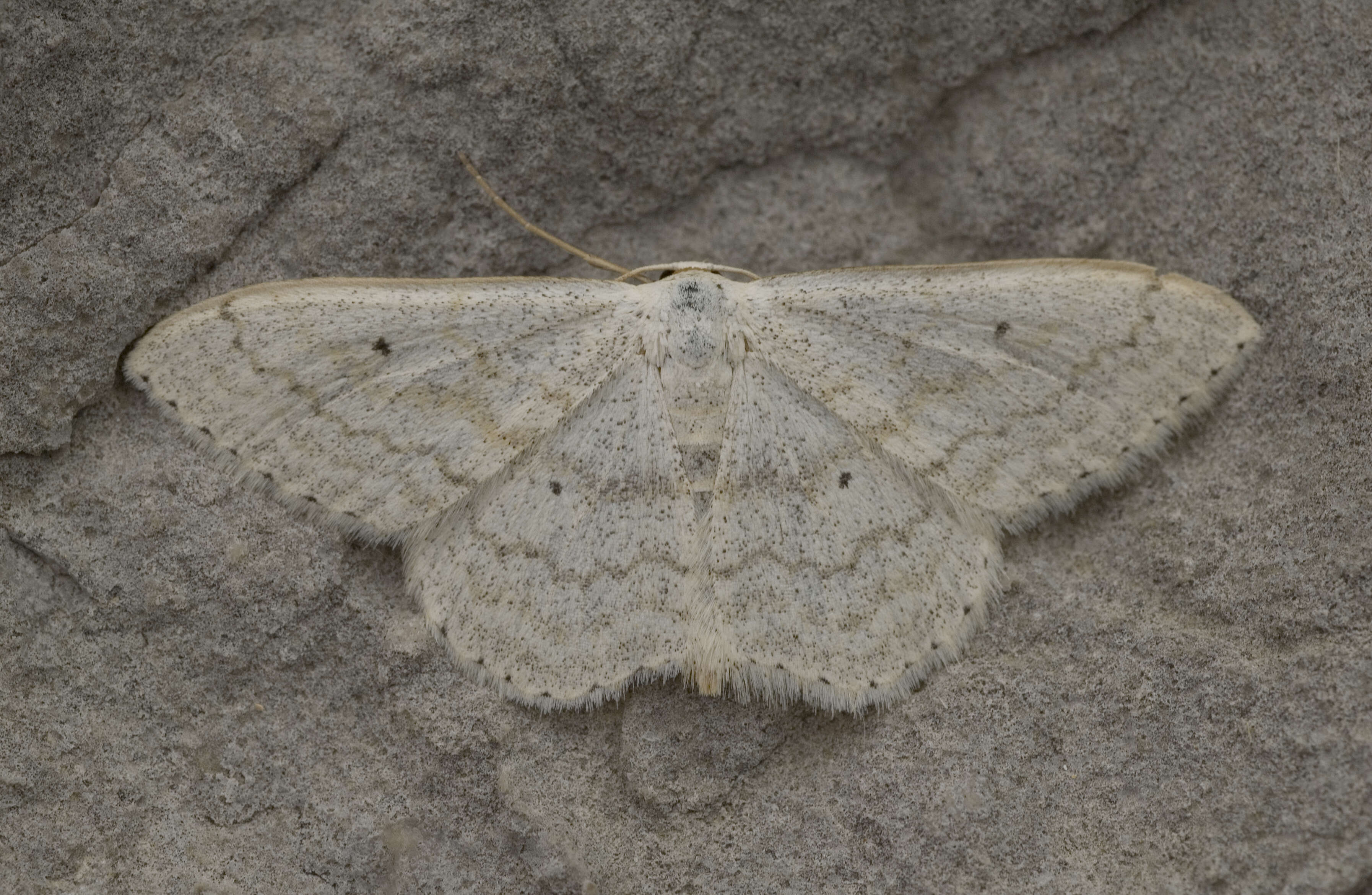 Слика од Scopula incanata Linnaeus 1758