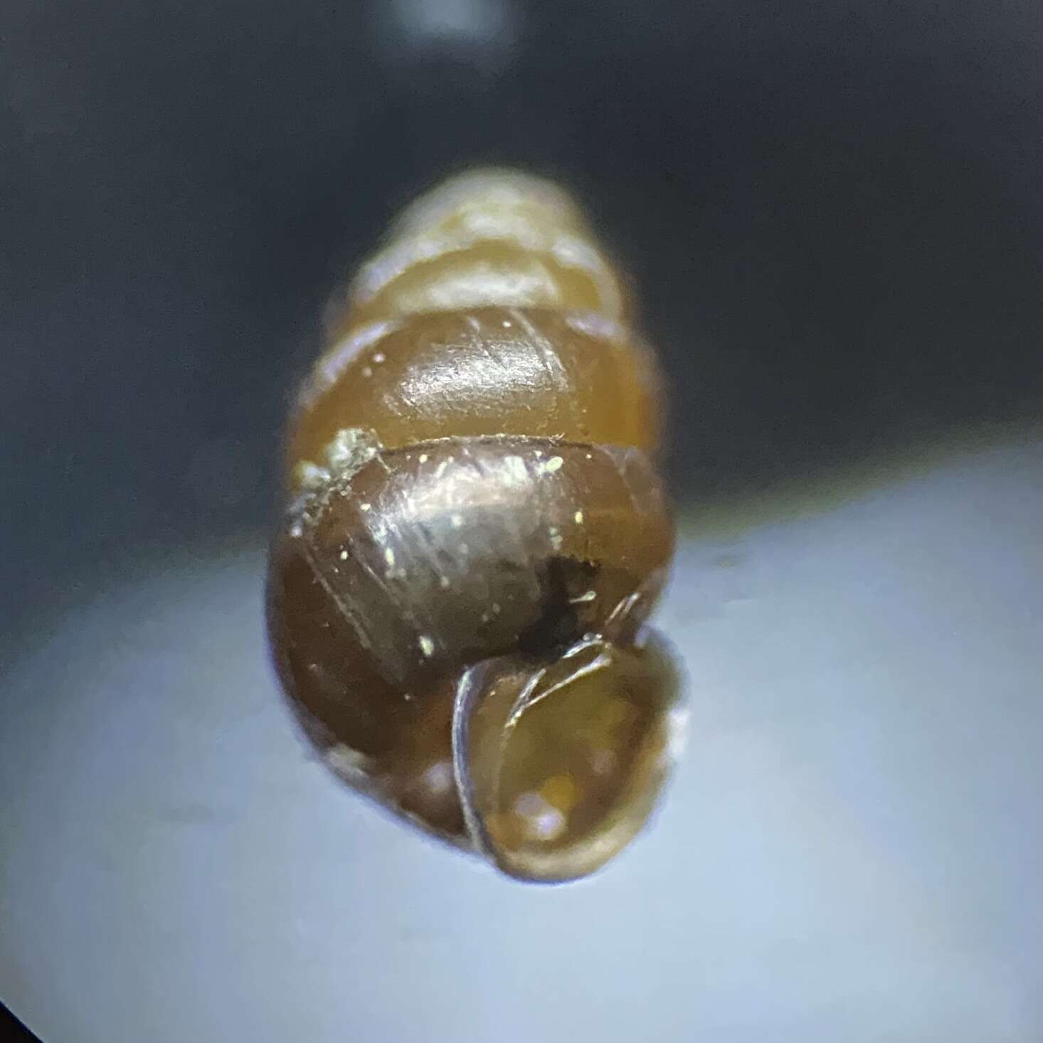 Vertigo pygmaea (Draparnaud 1801) resmi