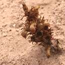 Image of flat-top broomrape