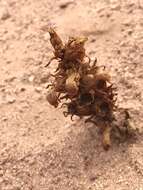 Image of flat-top broomrape