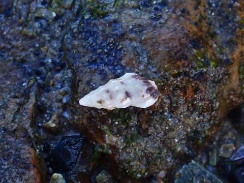 Image of Cerithium egenum Gould 1849