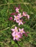 Image of Centaury