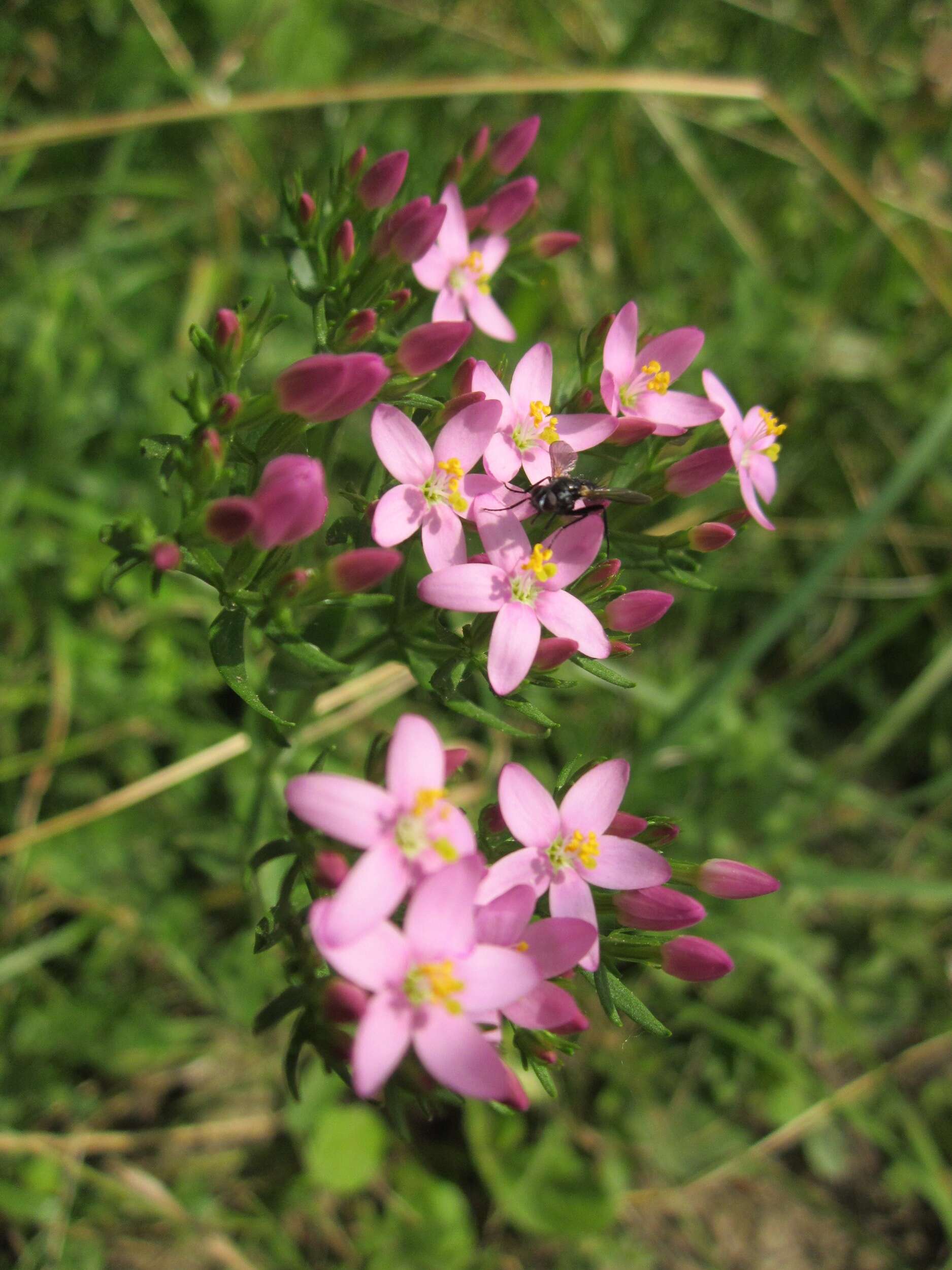 Image of Centaury