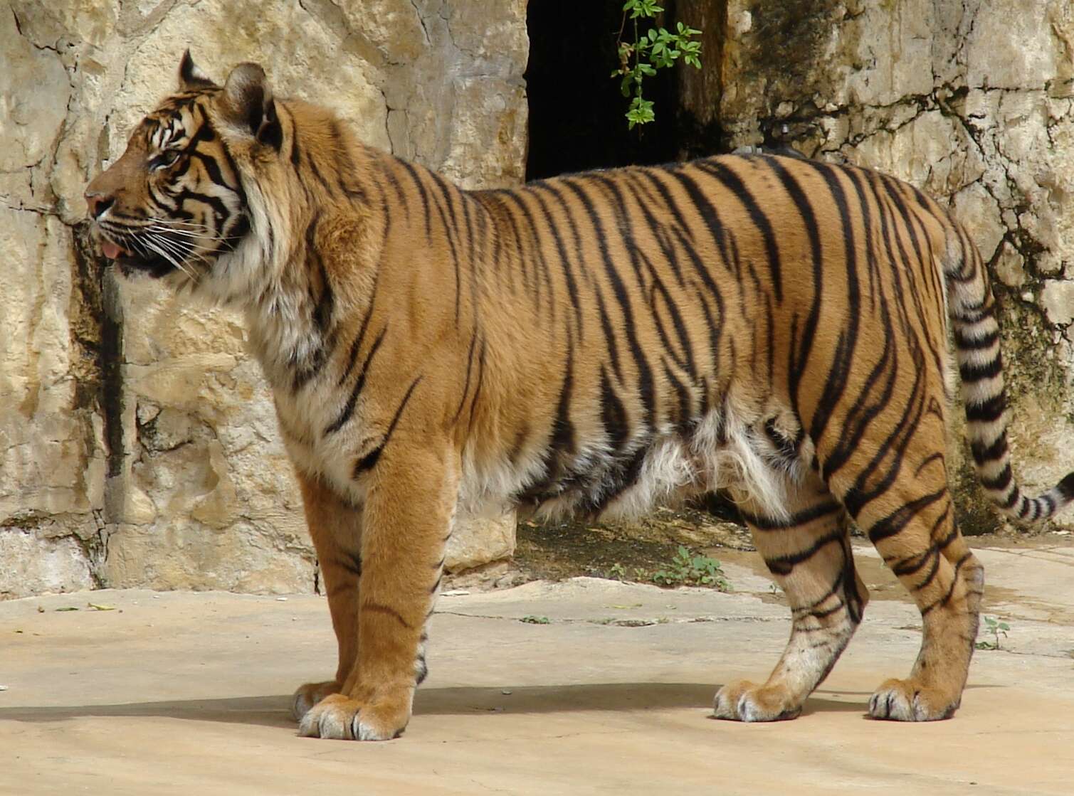 Image of Tiger