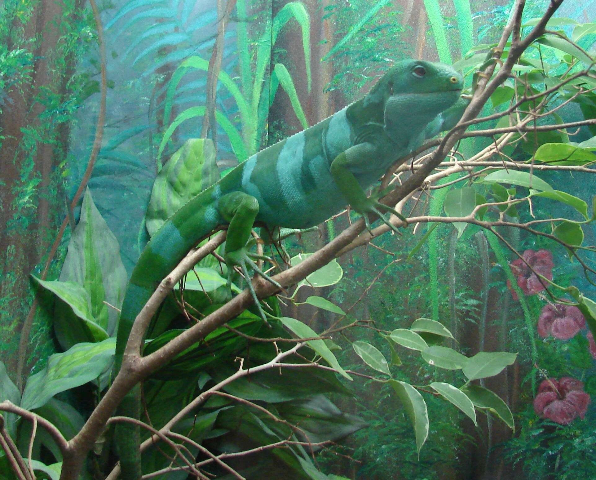 Image of Fiji iguanas