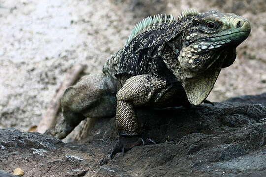 Image of Cayman Islands Ground Iguana