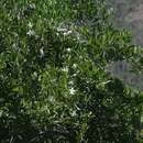 Jasminum angulare Vahl的圖片