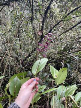 Imagem de Pleurothallis phalangifera (C. Presl) Rchb. fil.