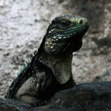 Image of Cayman Islands Ground Iguana