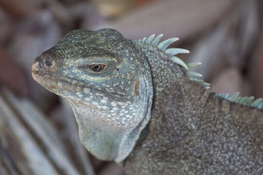 Imagem de Cyclura carinata Harlan 1824