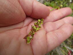 Image of Rumex lativalvis Meisn.